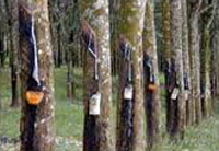 assistance from rubber board will be disbursed on time